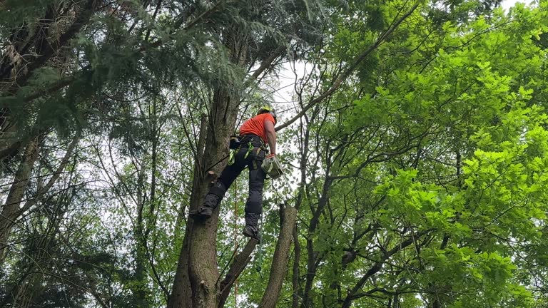 Best Tree Maintenance Programs  in Nowthen, MN